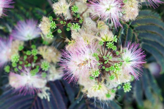 Honey bee in mimosa blossoms.