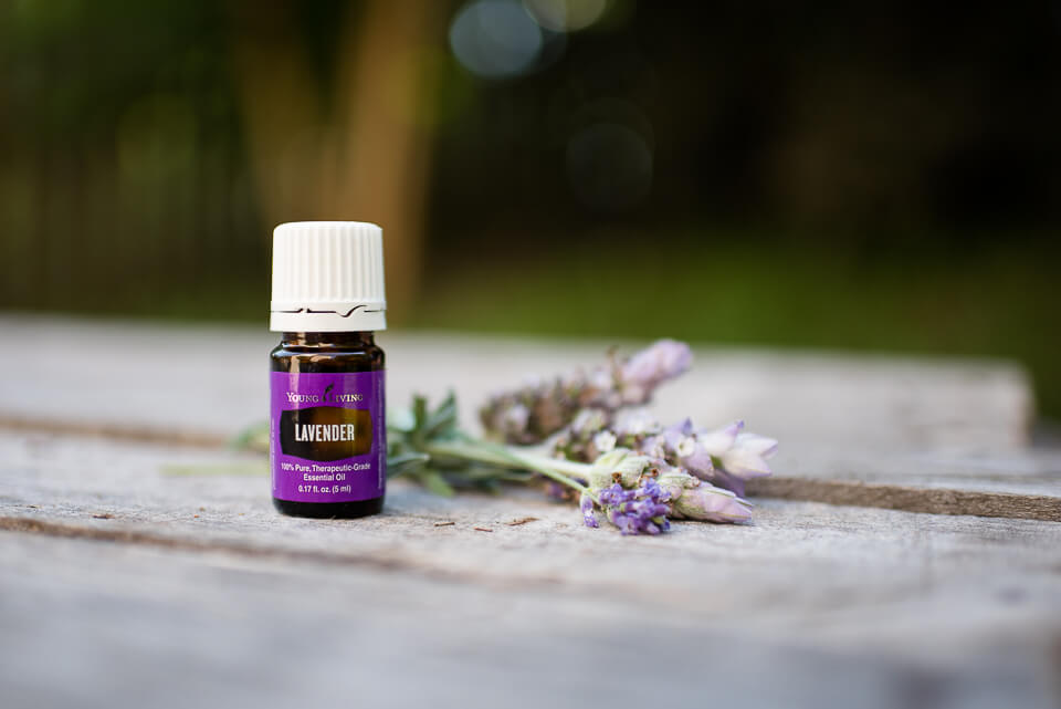 Hasil gambar untuk lavender essential oil young living